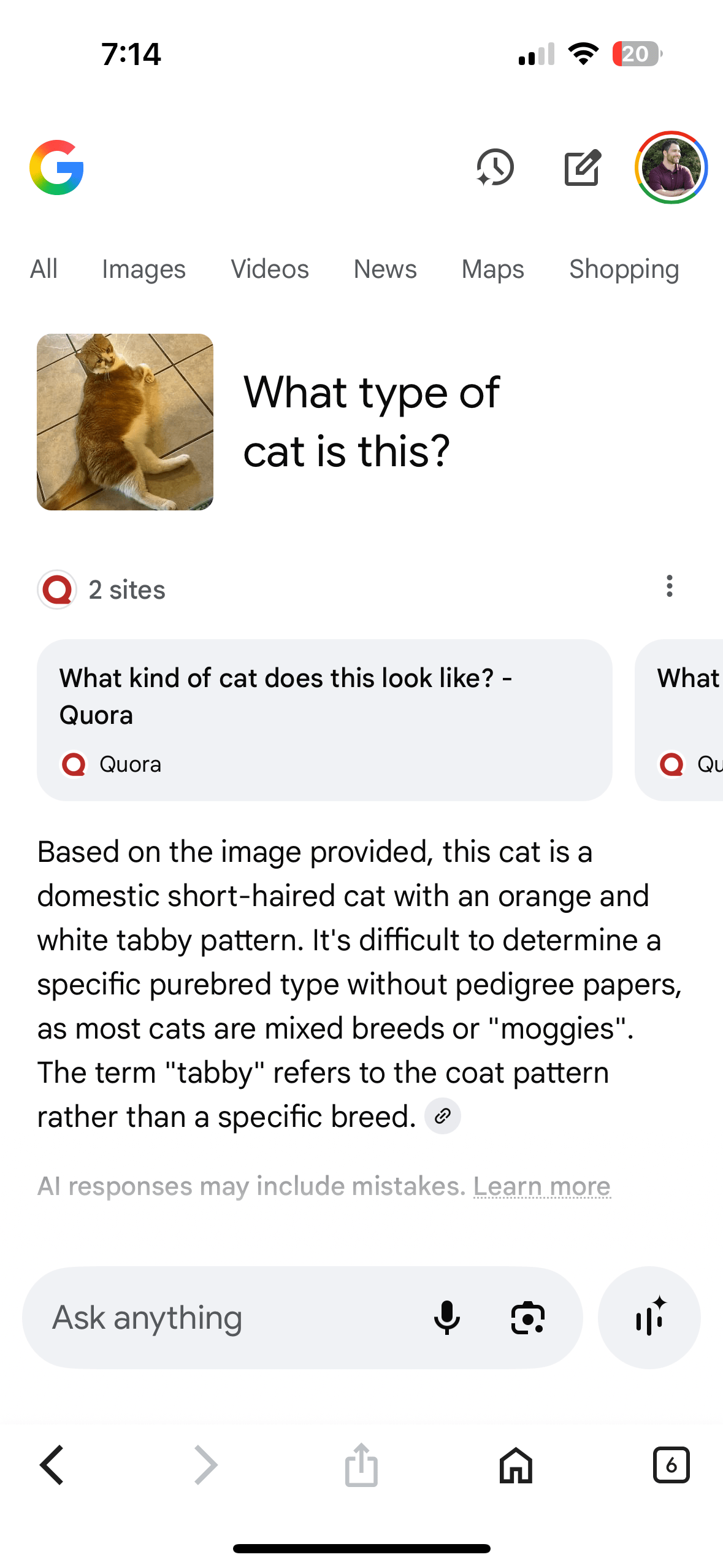 AI Mode identifies a tabby cat from a photo and gives a brief breed description.